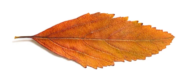 Оранжевый Лист Белом Фоне — стоковое фото