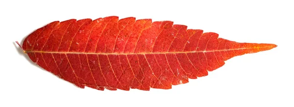 Red Color Leaf White Background — Stock Photo, Image