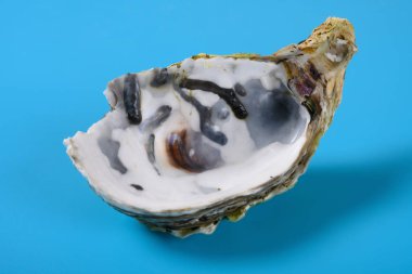 Mavi arkaplanda istiridye kabuğu açısıName