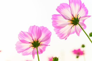 Güzel papatyanın düşük açılı görüntüsü veya Cosmos bipinnata Cav