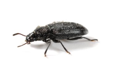 Yan görünüm küçük böcek beyaz arkaplanı kapat