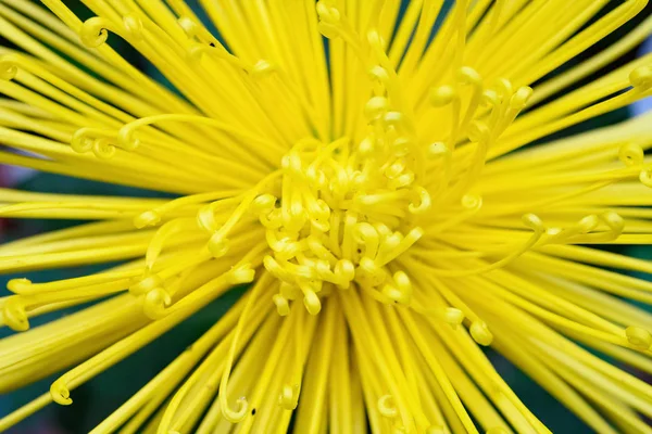 Közel Központi Egy Sárga Krizantém Virág — Stock Fotó