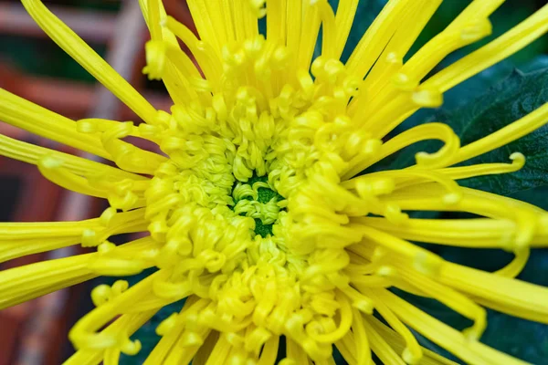 Close Central Yellow Chrysanthemum Flower — Stock Photo, Image