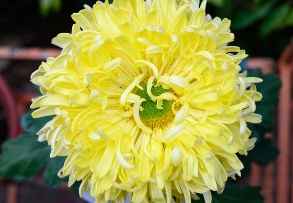 Cerca Parte Central Una Flor Crisantemo Amarillo — Foto de Stock