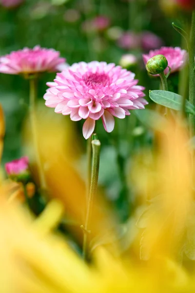 Foco Seletivo Pequenas Flores Crisântemo Lilás Compsoção Vertical — Fotografia de Stock