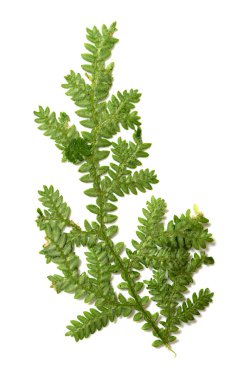 Beyaz arkaplanda küçük yeşil yapraklar