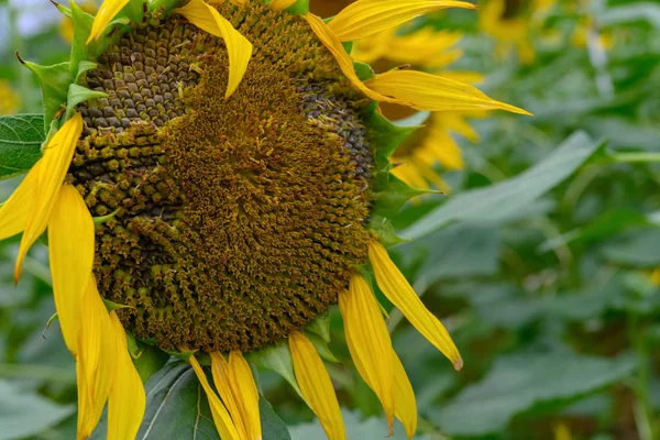 Fading Sunflower Field Close — Stock Photo, Image