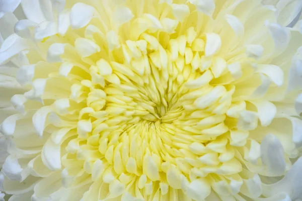 Fechar Centro Uma Flor Crisântemo Amarelo — Fotografia de Stock