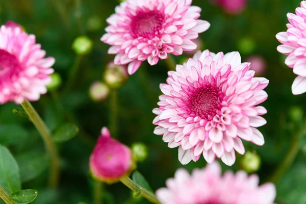 Rosa Crisântemo Flores Composição Horizontal — Fotografia de Stock