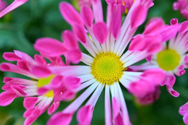 Vista Superior Lilás Crisântemo Flores Composição Horizontal — Fotografia de Stock