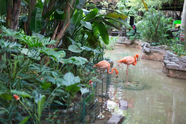 Parktaki Gölde Flamingolar — Stok fotoğraf