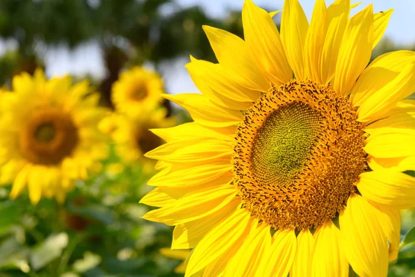 Blooming Sunflowers Sunny Morning — Stock Photo, Image
