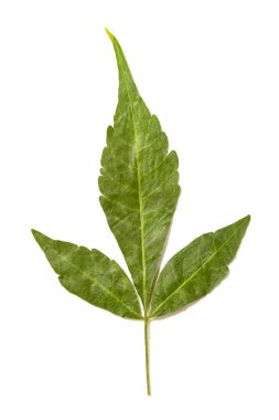 Beyaz arkaplanda yeşil yaprak