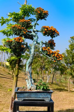 Turuncu renkli kasımpatı çiçekleri olan bonsai ağacı