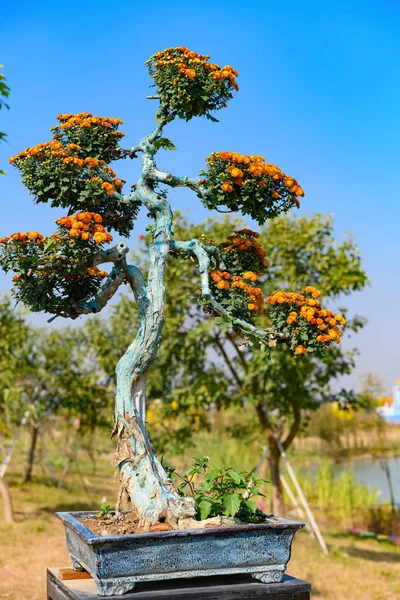 Бонсайське Дерево Помаранчевими Кольоровими Квітами Хризантем — стокове фото