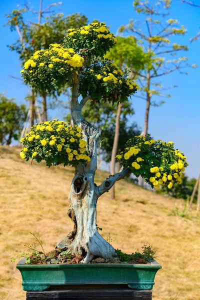 Bonsai Baum Mit Gelben Chrysanthemenblüten Vertikale Zusammensetzung — Stockfoto