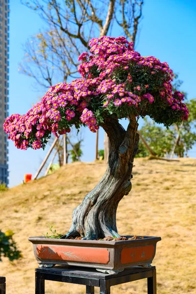Árvore Bonsai Com Flores Crisântemo Lilás Composição Vertical — Fotografia de Stock