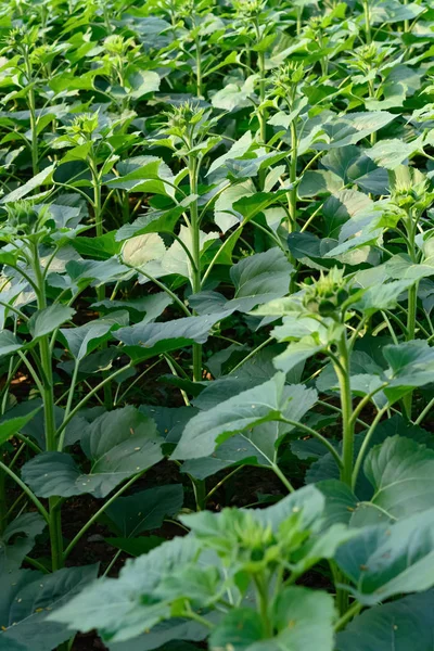 Immature Sun Flower Field Morning Vertical Composition — Stock Photo, Image