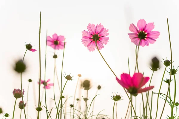 Baixo Ângulo Visão Bela Margarida Cosmos Bipinnata Cav — Fotografia de Stock