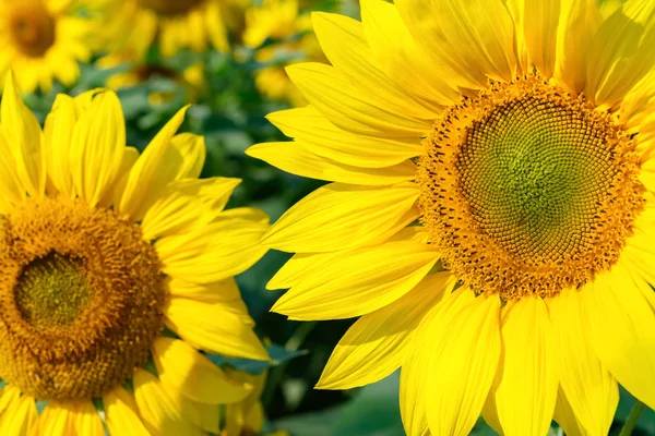 Blooming Sunflowers Close Sunny Morning — Stock Photo, Image