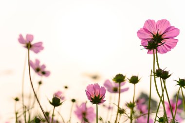 Güzel papatyanın düşük açılı görüntüsü veya Cosmos bipinnata Cav