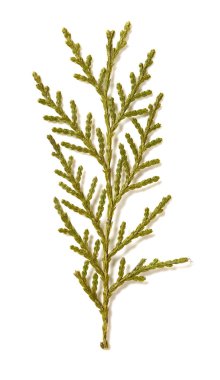 Beyaz arkaplanda yeşil yaprak