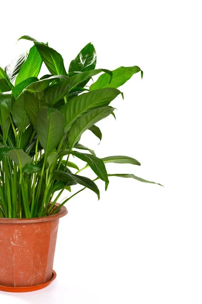 Planta Maceta Verde Sobre Fondo Blanco Con Espacio Copia — Foto de Stock