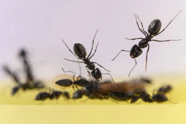 Myror Tank Nära Håll — Stockfoto