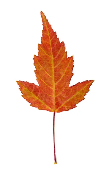 Čepel Oranžový Javorový List Bílém Pozadí — Stock fotografie