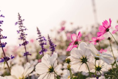 Güzel papatyanın düşük açılı görüntüsü veya Cosmos bipinnata Cav