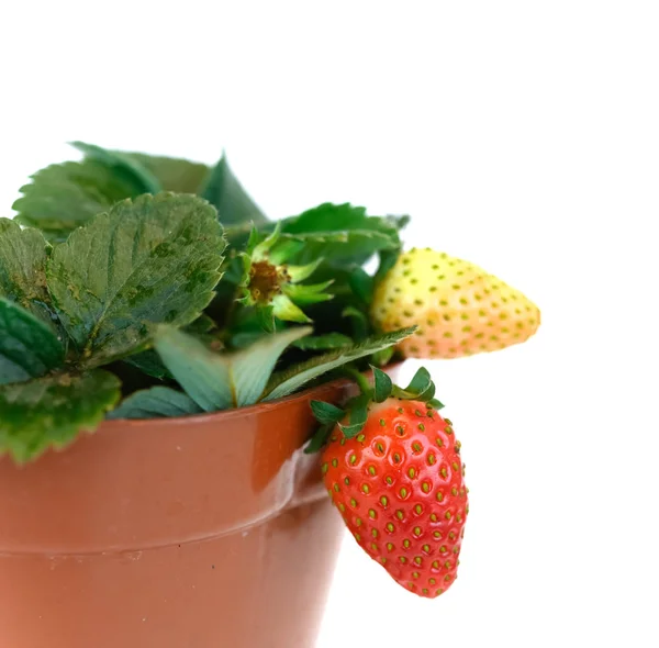 Sett Fra Siden Jordbærplanten Nærheten Hvit Bakgrunn – stockfoto