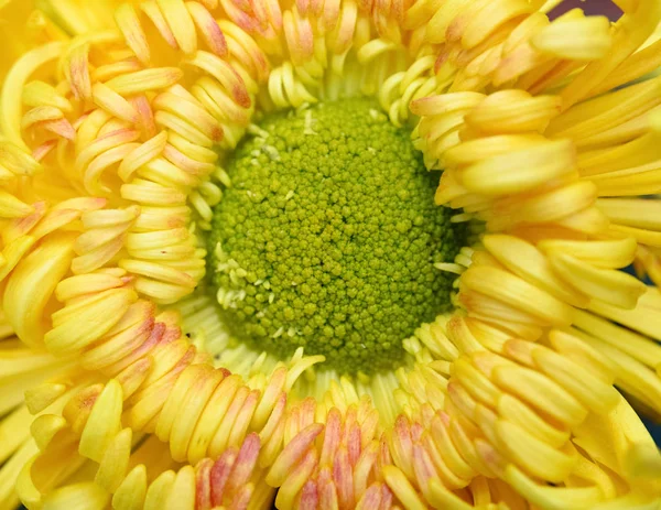 靠近一朵黄色菊花的中心 — 图库照片