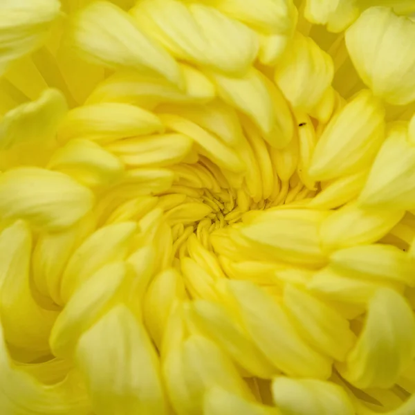 Fechar Centro Uma Flor Crisântemo Amarelo — Fotografia de Stock