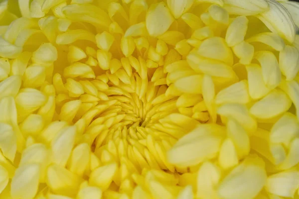 Fechar Centro Uma Flor Crisântemo Amarelo — Fotografia de Stock