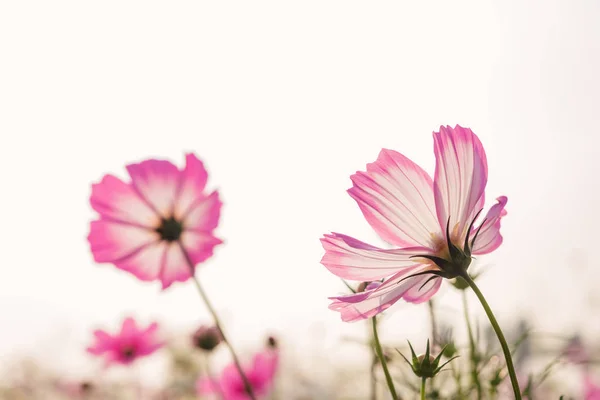 Baixo Ângulo Visão Bela Margarida Cosmos Bipinnata Cav — Fotografia de Stock