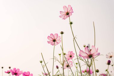 Güzel papatyanın düşük açılı görüntüsü veya Cosmos bipinnata Cav