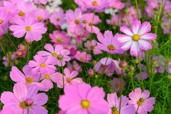 Mooie Madeliefje Cosmos Bipinnata Cav — Stockfoto