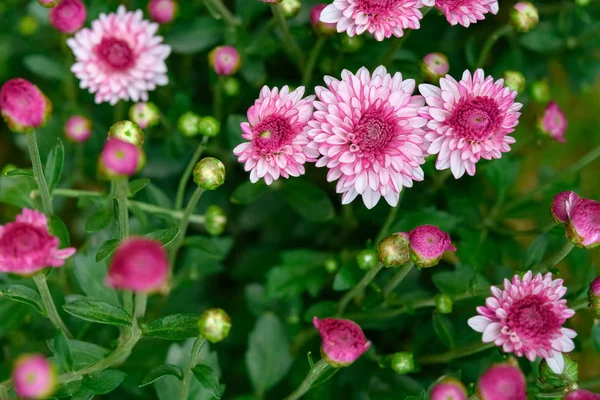 Różowy Chryzantema Kwiaty Pozioma Kompozycja — Zdjęcie stockowe