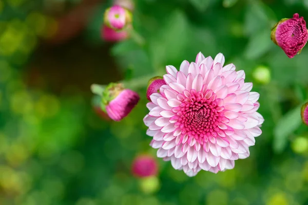 pink chrysanthemum flowers horizontal composition