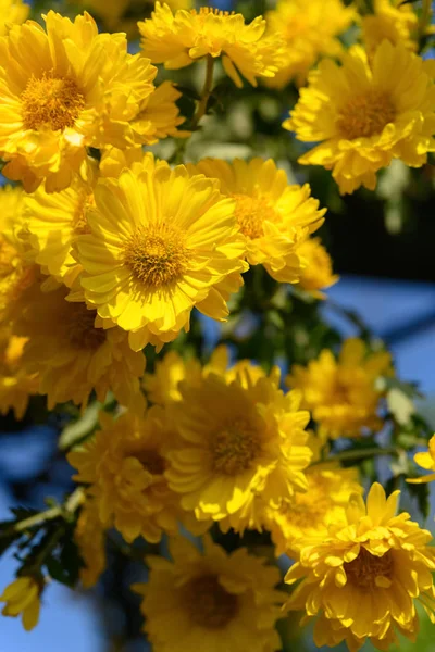 Kis Sárga Krizantém Virágok Függőleges Összetétele — Stock Fotó
