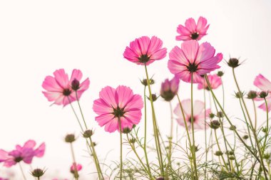 Güzel papatyanın düşük açılı görüntüsü veya Cosmos bipinnata Cav