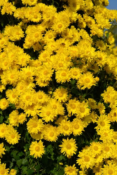 Lots Small Yellow Chrysanthemum Flowers Vertical Composition — Stock Photo, Image