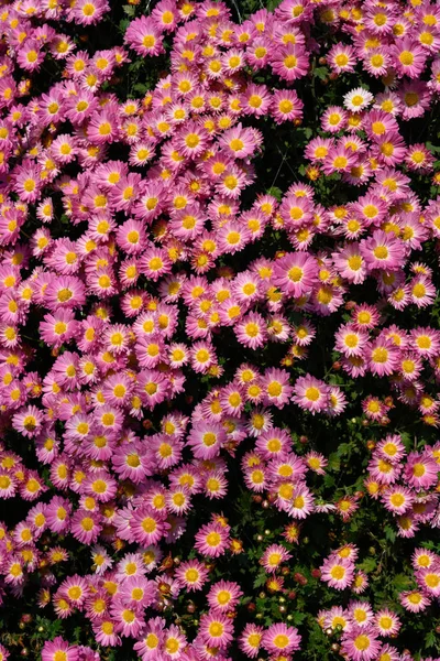 Flores Crisantemo Rosa Florecientes Como Fondo Composición Vertical — Foto de Stock