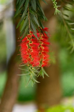İlkbaharda güzel bir şişe çalı çiçeği