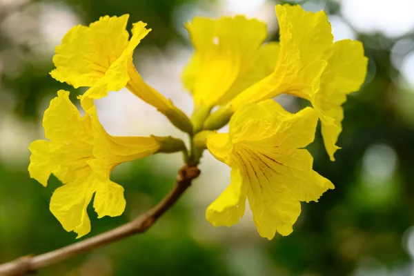 Kvetoucí Guayacan Nebo Handroanthus Chrysanthus Nebo Golden Bell Tree — Stock fotografie