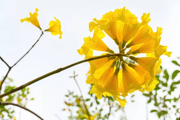 Blühender Guayacan Oder Handroanthus Chrysanthus Oder Goldener Glockenbaum — Stockfoto