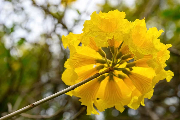 Blooming Guayacan Handroanthus Chrysanthus Golden Bell Tree — Stock Photo, Image