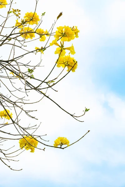 Virágzó Guayacan Vagy Handroanthus Chrysanthus Vagy Golden Bell Tree — Stock Fotó