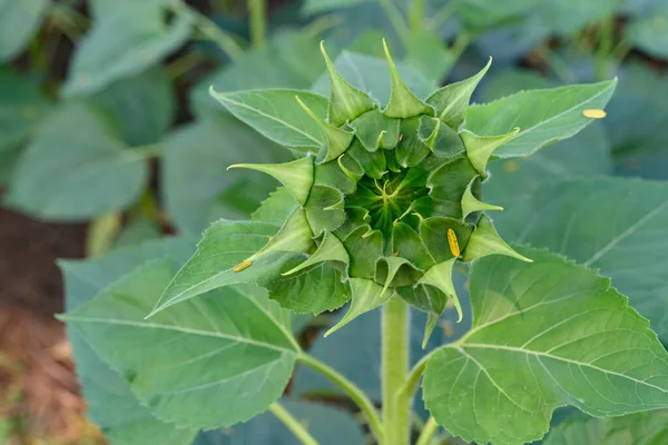 Immature Sunflower Close Horizontal Composition — Stock Photo, Image