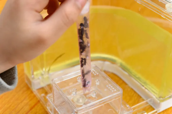Παιδί Βάζοντας Μυρμήγκια Ένα Διαφανές Δοχείο — Φωτογραφία Αρχείου